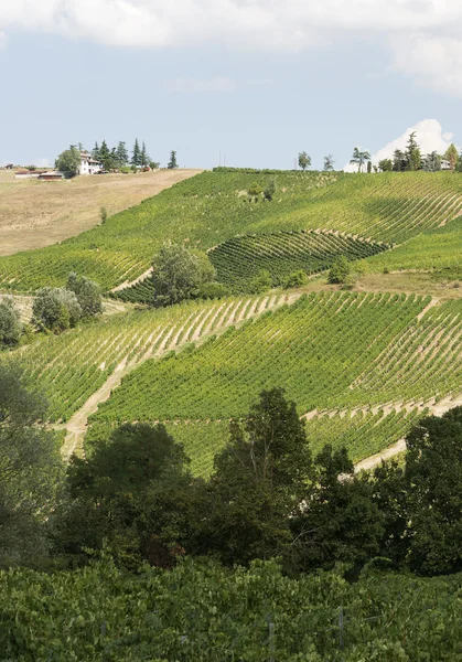 Vignobles en Oltrepo Pavese (Italie ) — Photo