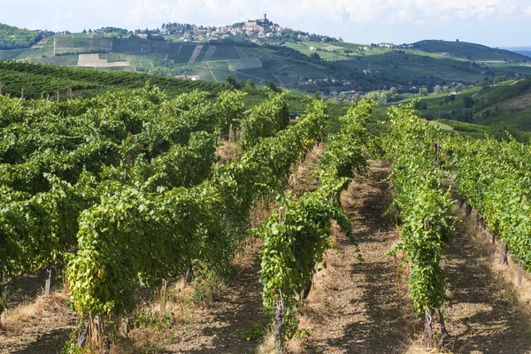 Vinice v Oltre Pavese (Itálie) — Stock fotografie