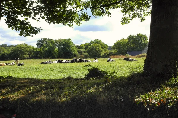 Carnac (Bretagne, Frankrijk): koeien — Stockfoto