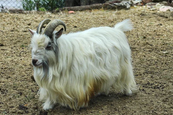 White goat in France — Stock Photo, Image