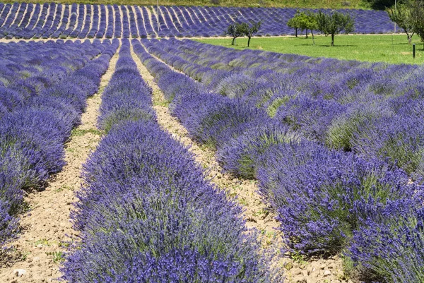 Campos de lavanda em Piemonte (Demonte ) — Fotografia de Stock