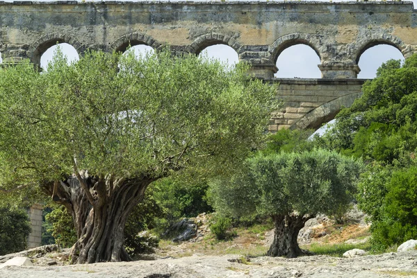 Pont du Gard: oliveiras antigas — Fotografia de Stock