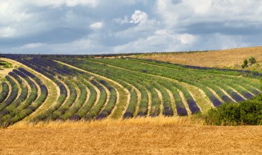 Plateau de valensole (provence), lavanta