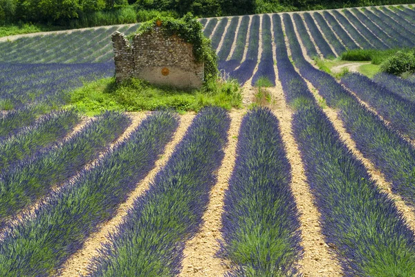 Plateau de Valensole (Provence), lavender — Stock Photo, Image