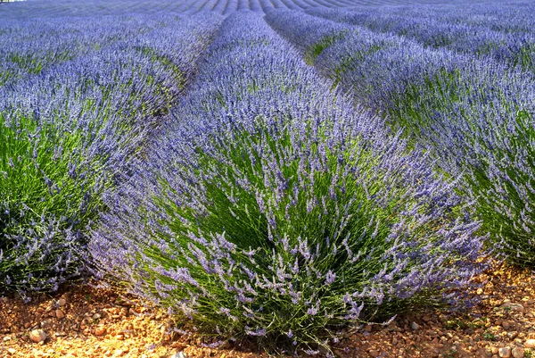 Plateau de Valensole (Provence), lavande — Photo