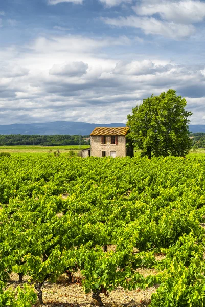 Wijngaard in de zomer in Languedoc-Roussillon — Stockfoto
