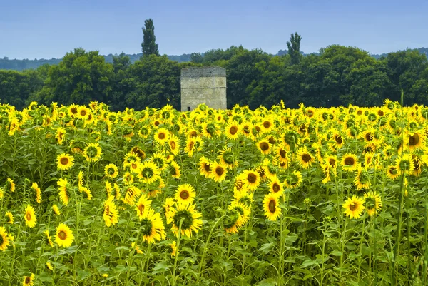 Girassóis em Languedoc-Roussillon (Francia ) — Fotografia de Stock