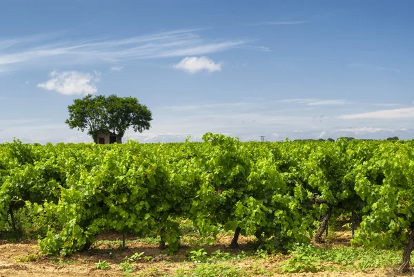 Winnica w lato, w regionie Langwedocja-Roussillon — Zdjęcie stockowe