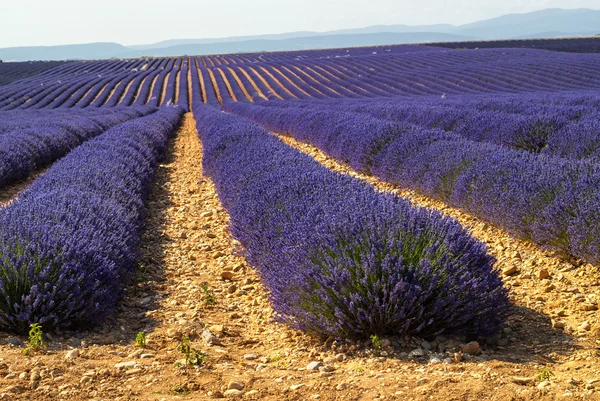 Plateau de Valensole (Provence), lavande — Photo