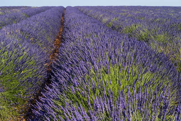 Plateau de Valensole (Provence), lavender — Stock Photo, Image