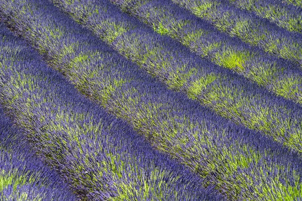 Płaskowyżu valensole de (Prowansja), lawenda — Zdjęcie stockowe