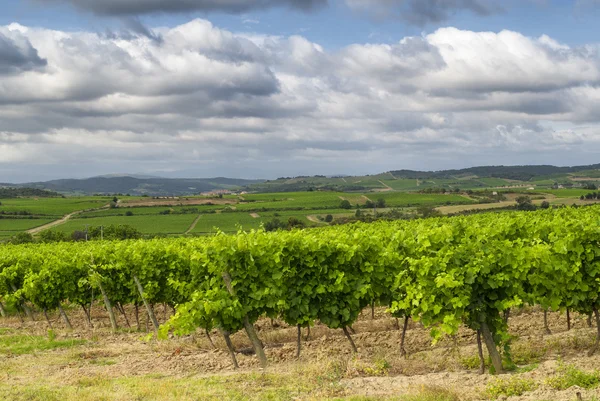 Виноградник вблизи Каркассона (Франция) ) — стоковое фото