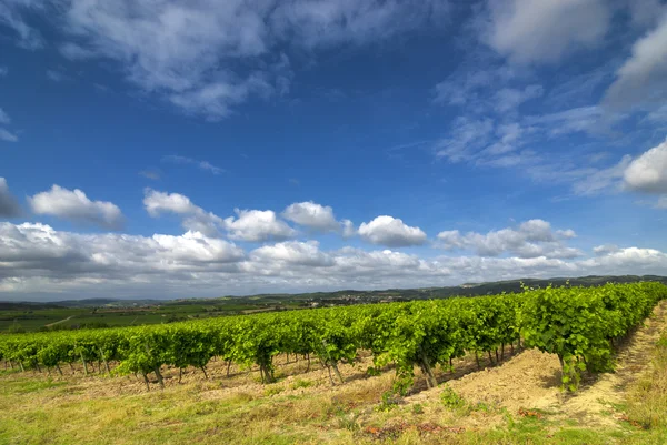 Vingård nära Carcassonne (Frankrike) — Stockfoto