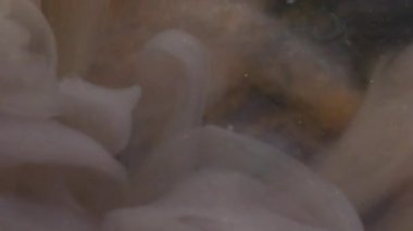 Koyu sis. Buharı boya. Siyah sarı renkli pigment dalgası soyut bulanık siyah arkaplanı harmanlıyor. Buhar girdabı fantezi köpüklü boya.