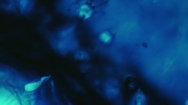 Sıvı mürekkep girdabı. Yağ balonu. Odaklanmamış mavi neon suyu esansı koyu siyah damla dokusu akış damlası soyut ışık arka planına dökülüyor.