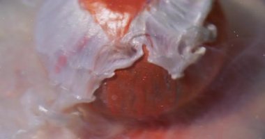 Parlak bir damla. Bulanık sıvı karışımı. Turuncu kürenin üzerine gümüş beyaz sıvı dökülmüş. Suyun altındaki renk pigmenti soyut arkaplanı çözüyor.