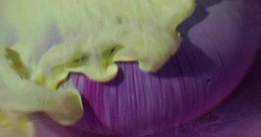 Pigment sıvısı damlası. Odaklanmamış girdap. Mor küreye dökülen sarı sıvı boya. Resim rengi damlalar boya soyut arkaplan harmanlanır.