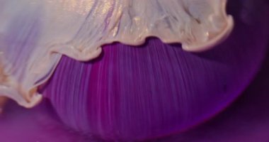 Boya sızıntısı. Görüntü pırıl pırıl akıyor. Mor kürenin üzerinde renkli neon akrilik girdap karışımı. Bej rengi altın sıvısı soyut arkaplan.