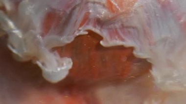 Işıldayan damlalar. Bulanık sıvı karışımı. Turuncu kürenin üzerine gümüş beyaz sıvı dökülmüş. Suyun altındaki renk pigmenti soyut arkaplanı çözüyor.