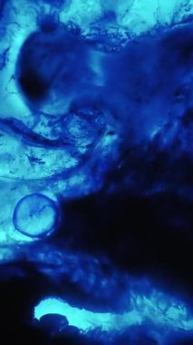 Dikey video. Moleküler suyu boya. Dalgalı mürekkep dokusu. Odaklanmamış mavi neon renk damla koyu siyah akış sıvı damlası soyut ışık arka planına yayılıyor.