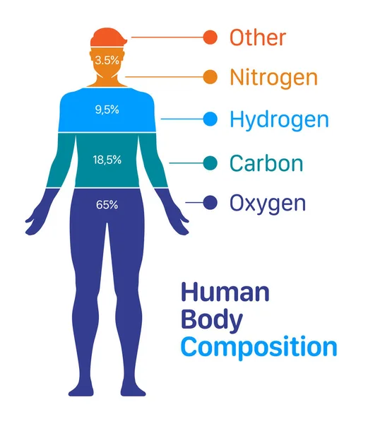 Um gráfico de composição corporal humana ilustração vetorial —  Vetores de Stock