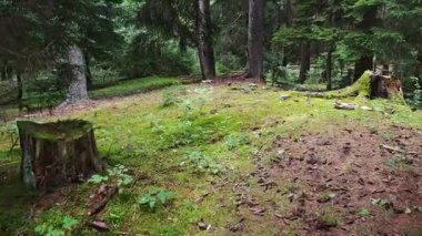 Kurt çukuru yemyeşil orman manzarası içinde stratejik olarak konumunu koruyor ve Vosges dağlarında yaz günışığında kullanılan tarihi avlanma tekniklerini gözler önüne seriyor.