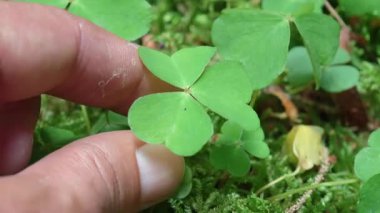 Botanikçi, orman yosunlarına karşı narin tahta süpürge yaprağını inceliyor, doğal ormanlık alandaki karmaşık botanik detaylarını vurguluyor.