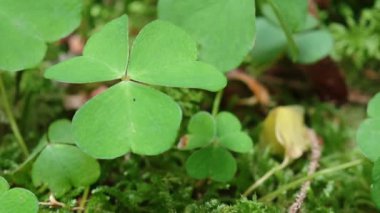 Yeşil yoncalar, ahşap yosunlar ve yosunlar ile kaplı yeşil orman zemininde canlı ormanlık zemin örtüsünün karmaşık doğal halısını oluşturuyor.