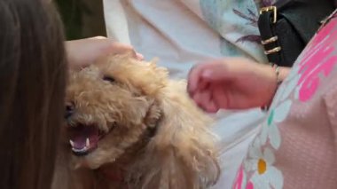 İki küçük kız tatlı kahverengi bir kanişi nazikçe okşuyor. İlgili çocuklar ellerini kabarık köpek kürkünden geçiriyorlar, samimiyet ve dostluk gösteriyorlar.