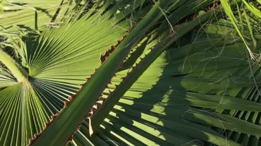 Titreyen yeşil bir Washingtonia palmiye yaprağının detaylı makro çekimi narin desenlerini, çizgilerini ve dokularını yumuşak güneş ışığında hafifçe sallanırken gösteriyor.