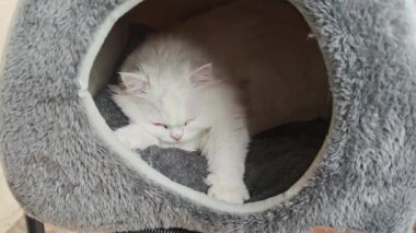 Yumuşak tüylü beyaz İran kedisi rahat, gri yün bir yatakta uyukluyor. Çekici kedicik rahat kedi yatağında dinleniyor.