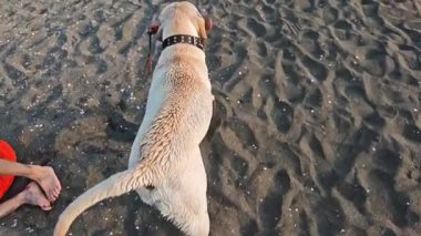 Kuyruğunu sallayan mutlu sarı labrador av köpeğini izleyen ilk kişi. Islak köpek sahibine doğru karanlık kumda yürüyor.