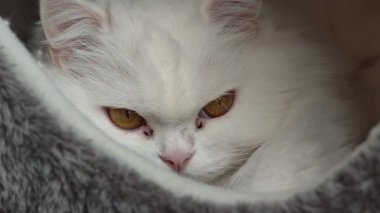 Kehribar gözlü, tüylü beyaz bir kediye yakın saf bir güzellik. Çekici kedi uykuya dalmaya başlıyor. Huzurlu bir uykuda gözlerini yavaşça kapatıyor.