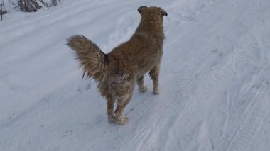 Tüylü kahverengi kürklü başıboş bir köpek karla kaplı bir yolda geziniyor. Terk edilmiş yavru, serin bir kış öğleden sonrasında gezinirken etrafa bakıyor.