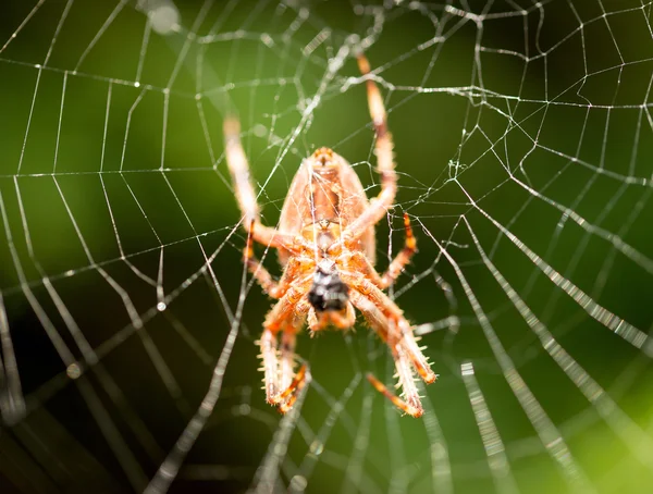 Örümcek — Stok fotoğraf