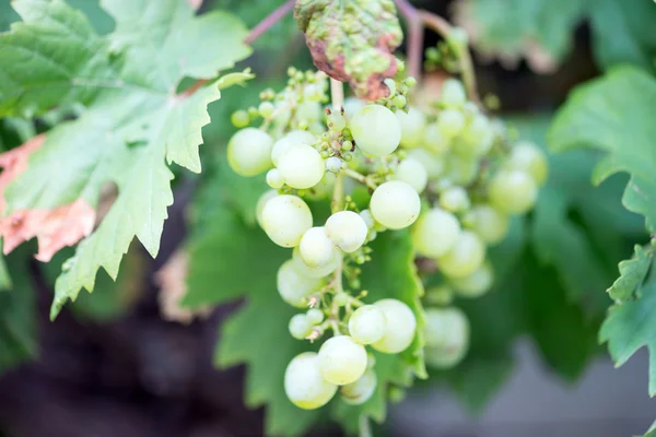 Green grapevine — Stock Photo, Image