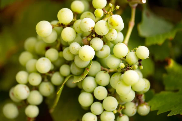 Green grapevine — Stock Photo, Image