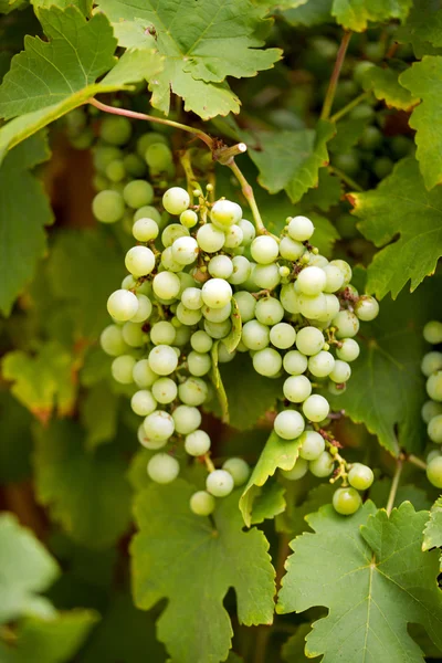 Green grapevine — Stock Photo, Image