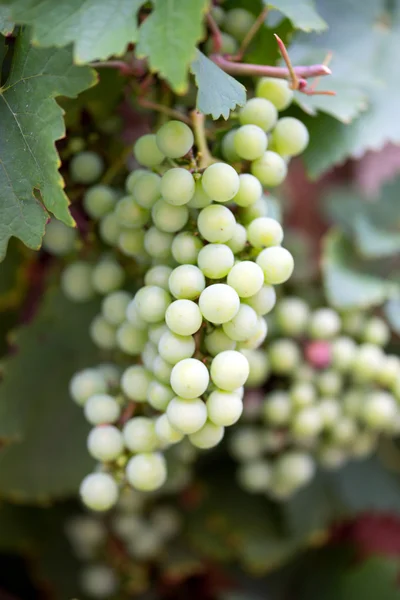 Green grapevine — Stock Photo, Image