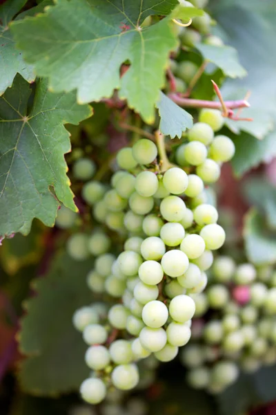 Green grapevine — Stock Photo, Image