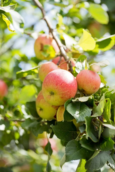 Appelboom — Stockfoto