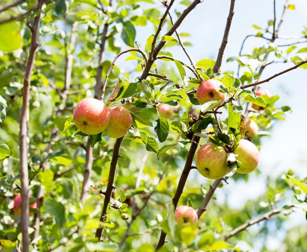 Äppelträd — Stockfoto