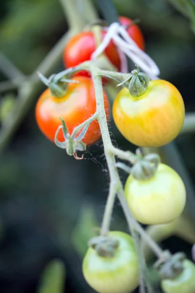 토마토 공장 — 스톡 사진