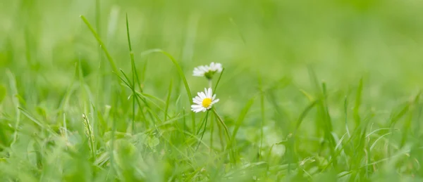 Tusensköna — Stockfoto