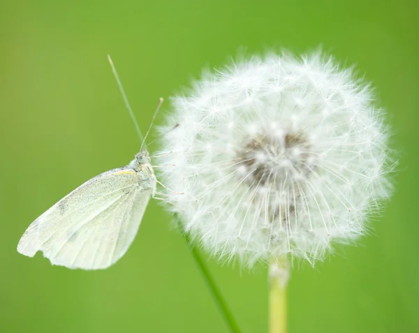 Vlinder — Stockfoto