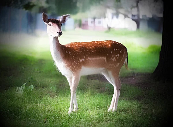 Roe geyiği — Stok fotoğraf