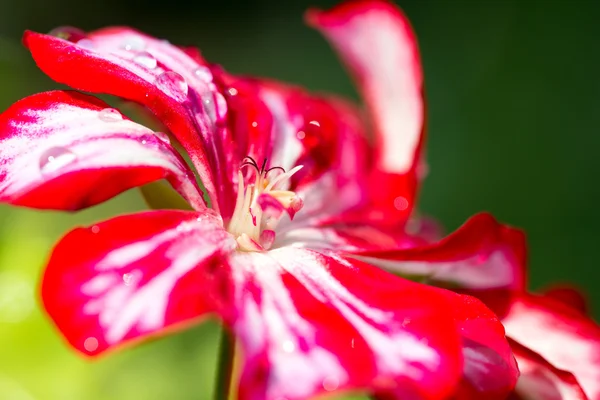 Gerbera — Stock fotografie