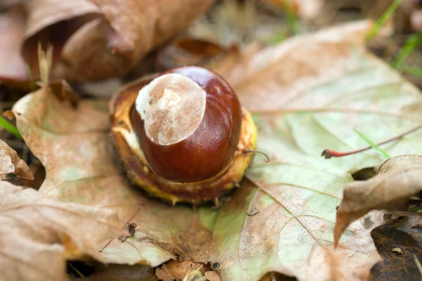 Herbst — Stockfoto