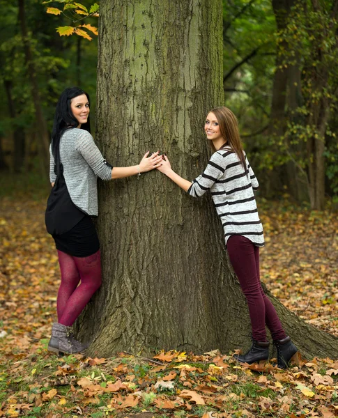 Höstlig skog — Stockfoto