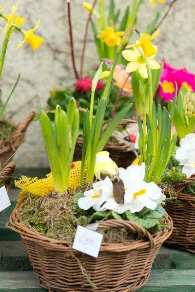 Flowers — Stock Photo, Image